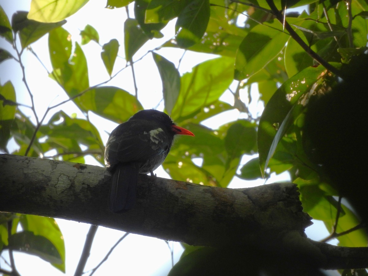 Black Nunbird - ML642183018