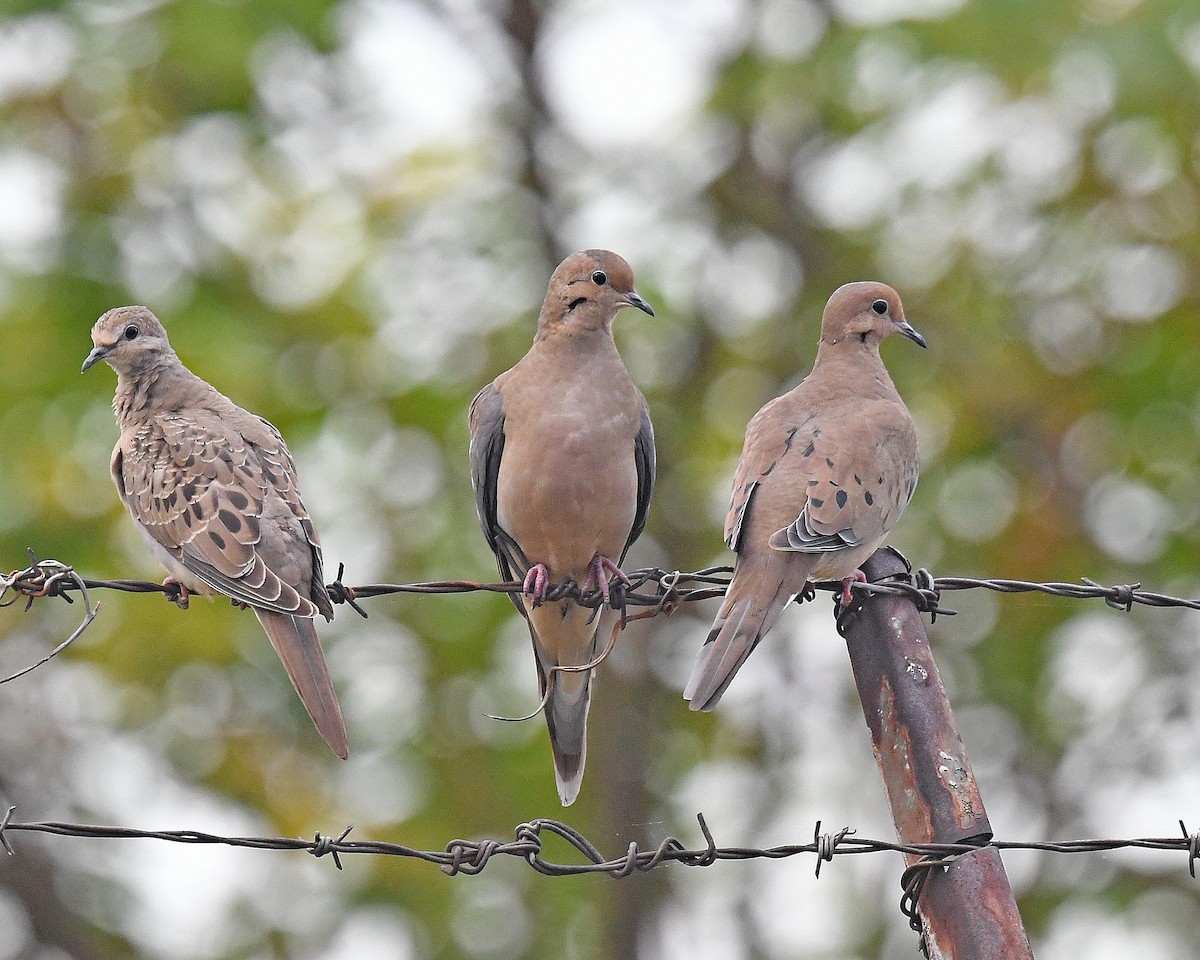 Mourning Dove - ML642183022