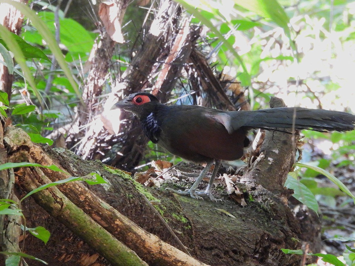 Rufous-winged Ground-Cuckoo - ML642183030