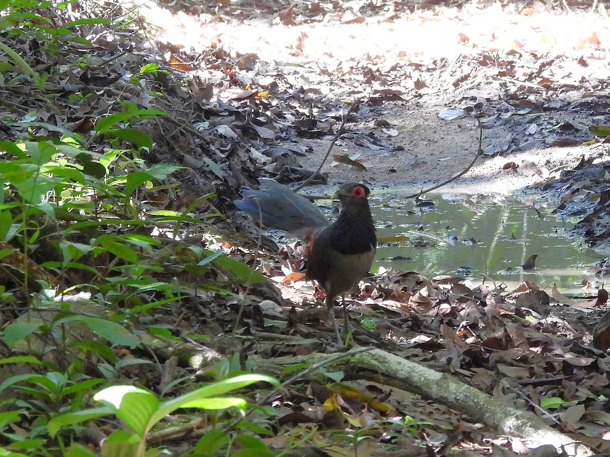 Rufous-winged Ground-Cuckoo - ML642183033