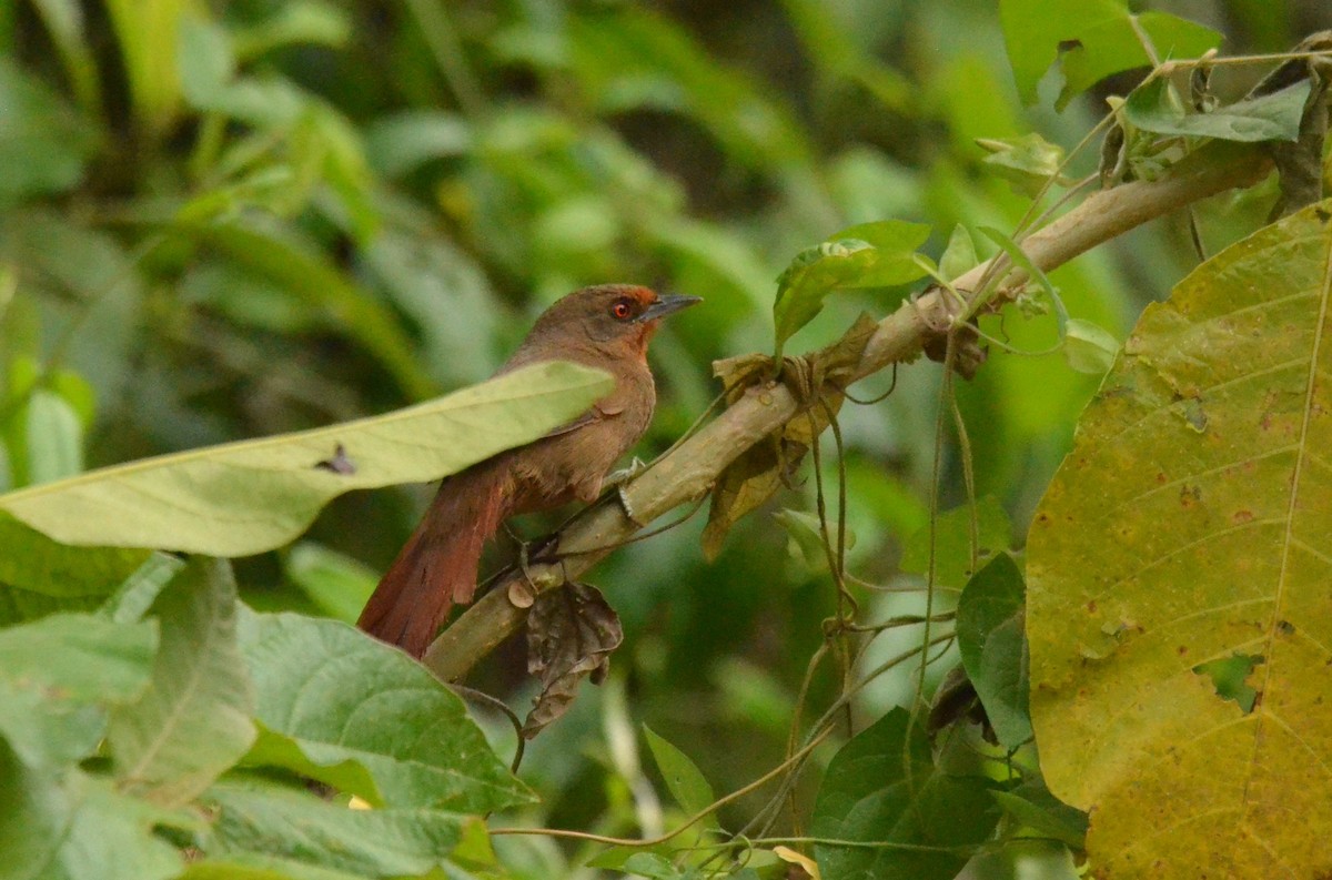 Orange-eyed Thornbird - ML642183048
