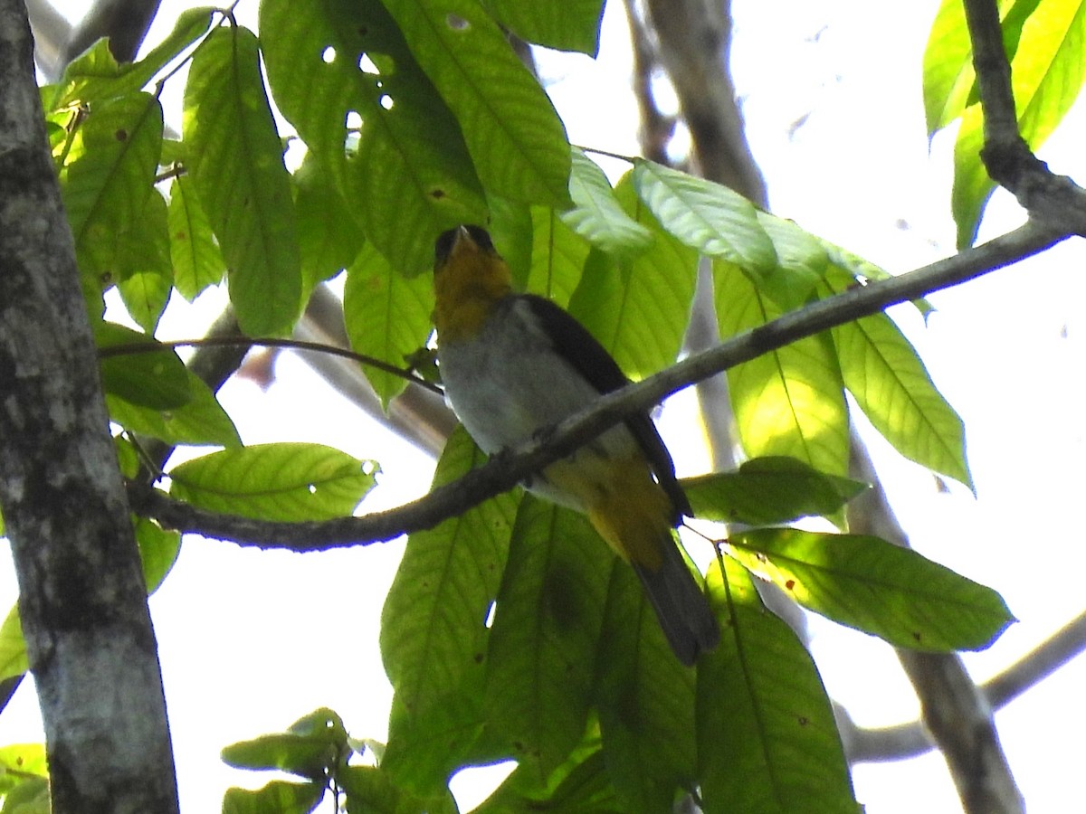 Yellow-backed Tanager - ML642183050
