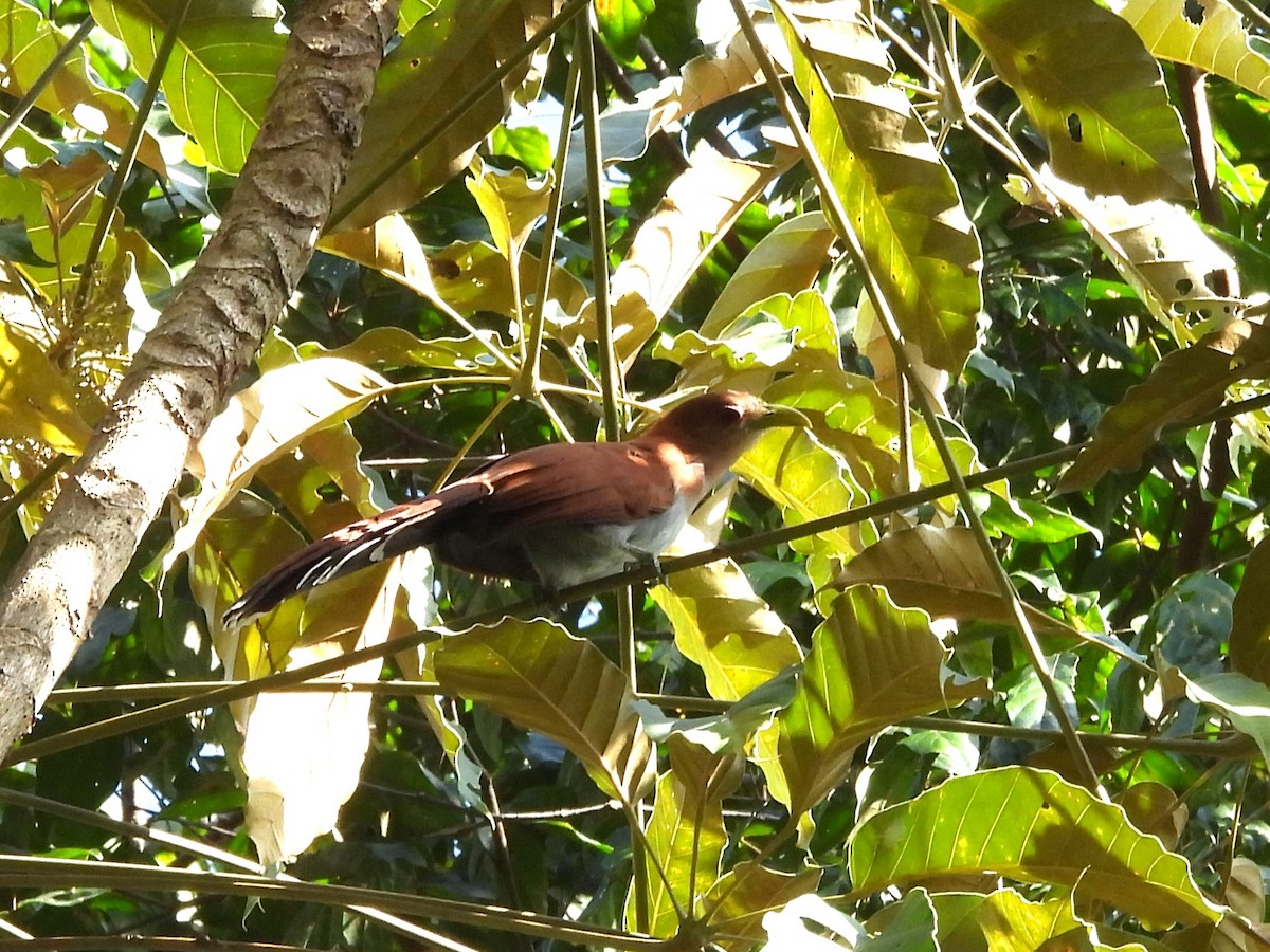 Squirrel Cuckoo - ML642183056