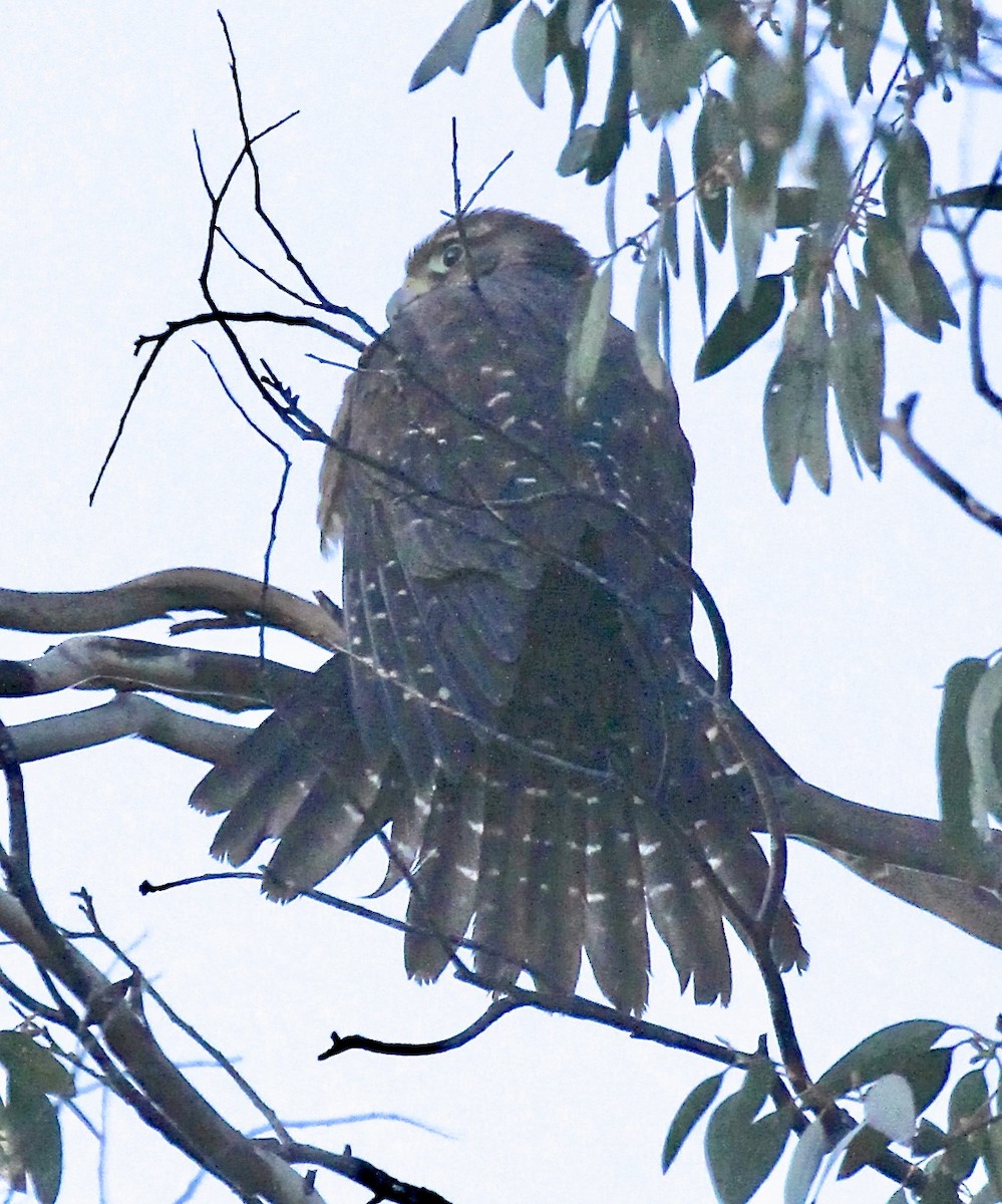 New Zealand Falcon - ML642183063