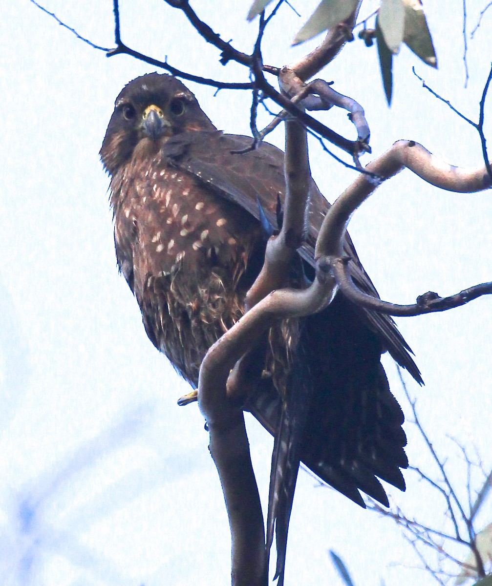 New Zealand Falcon - ML642183064