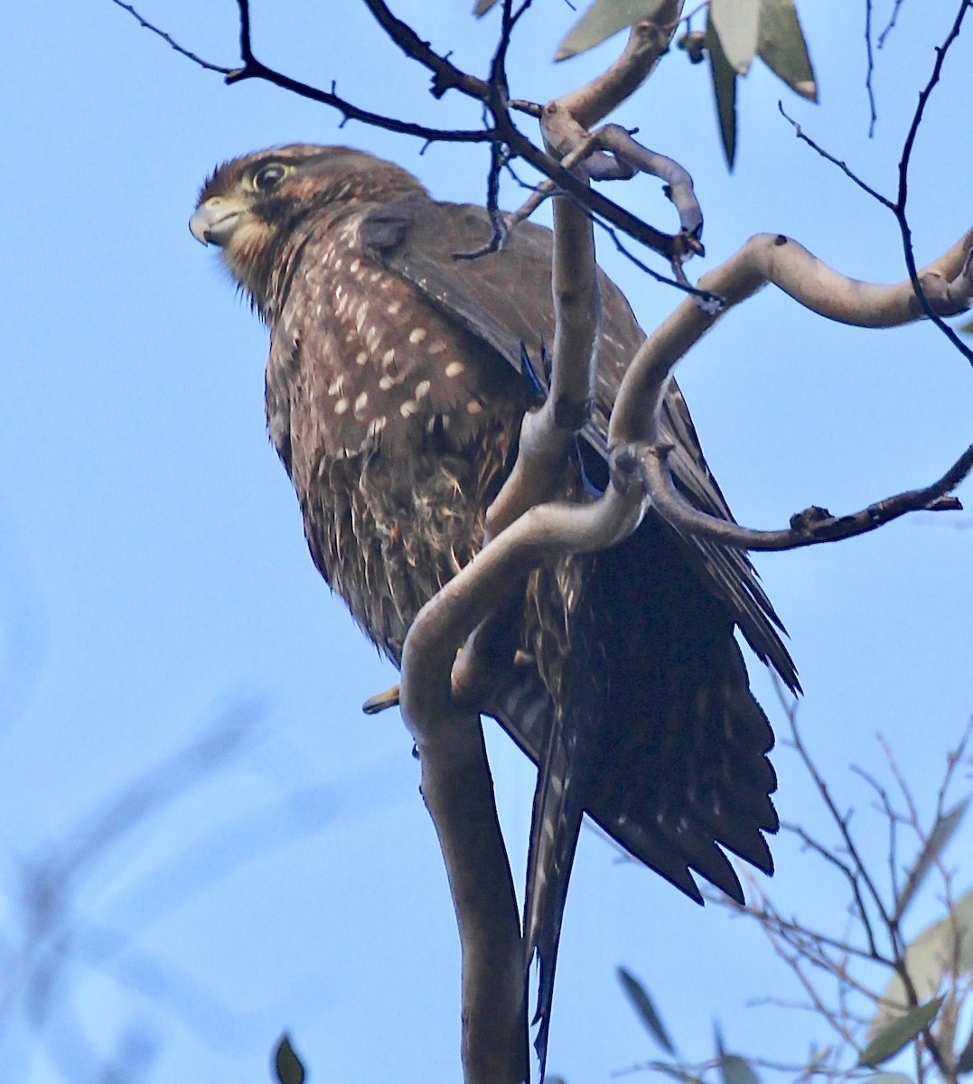 New Zealand Falcon - ML642183065