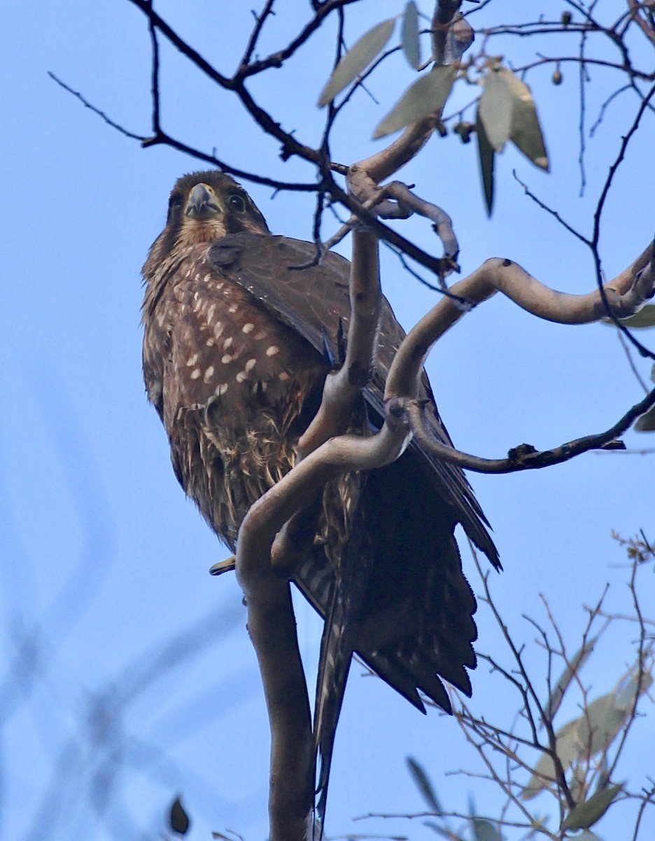 New Zealand Falcon - ML642183070