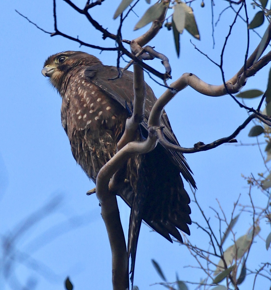 New Zealand Falcon - ML642183071