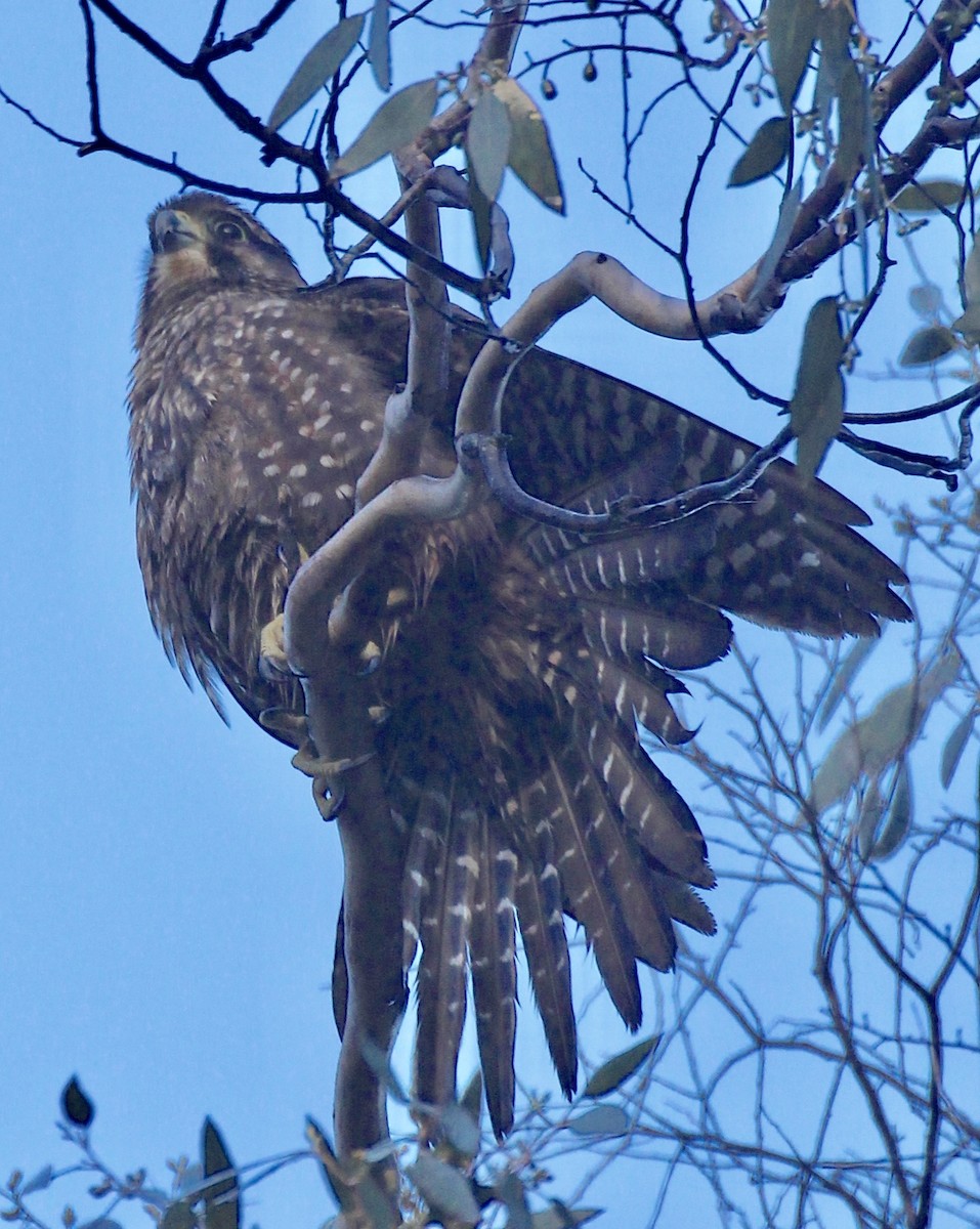 New Zealand Falcon - ML642183072