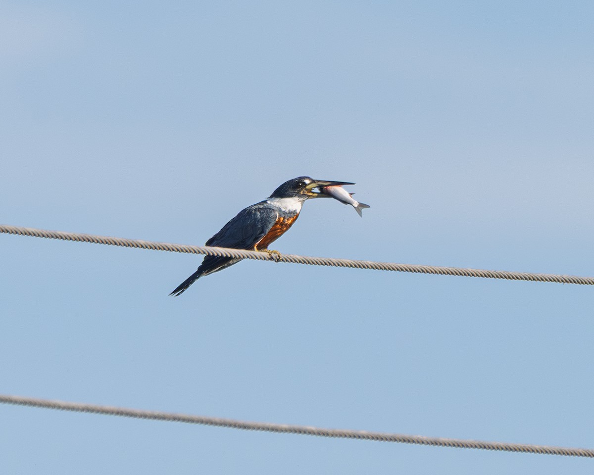 Ringed Kingfisher - ML642183074