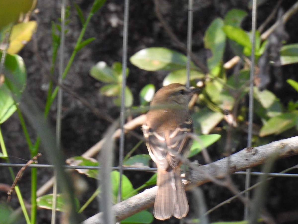 Fuscous Flycatcher - ML642183075