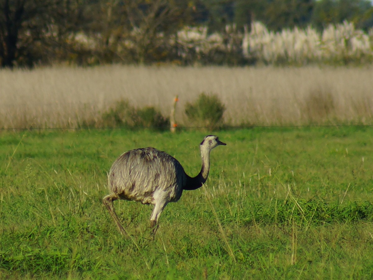 Greater Rhea - ML642183080