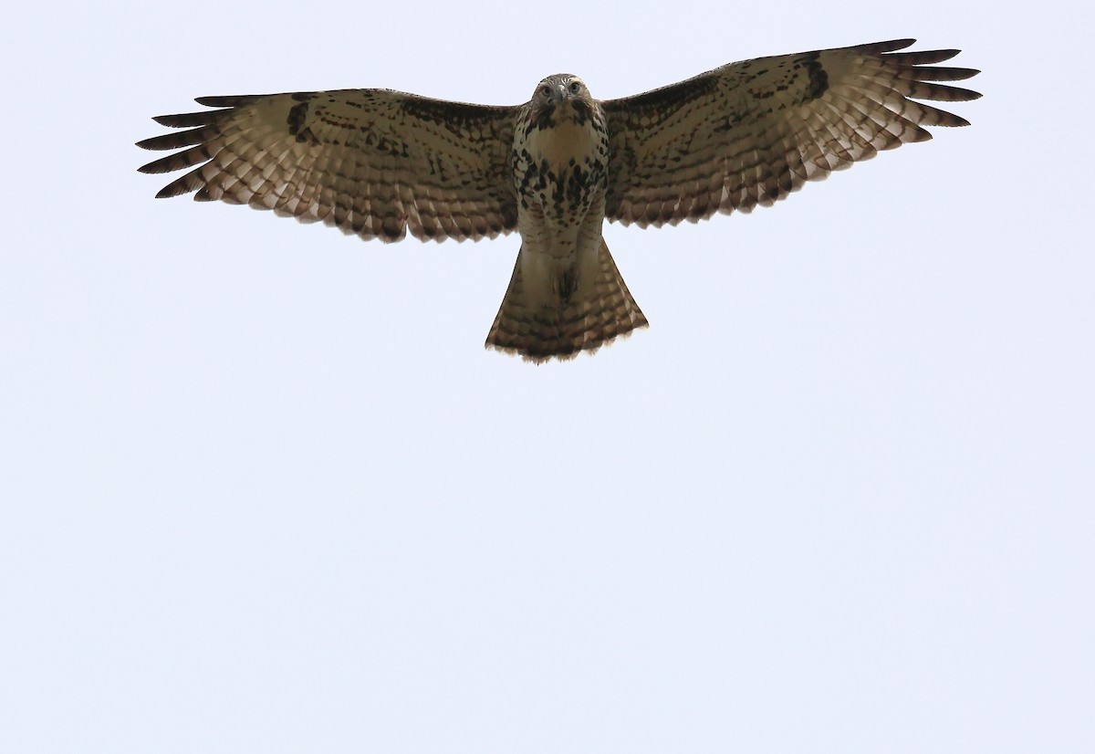 káně rudochvostá (ssp. calurus/alascensis) - ML642183123
