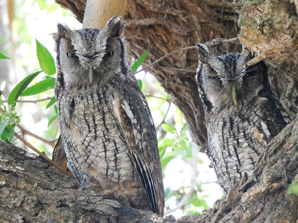 Tropical Screech-Owl - ML642183153