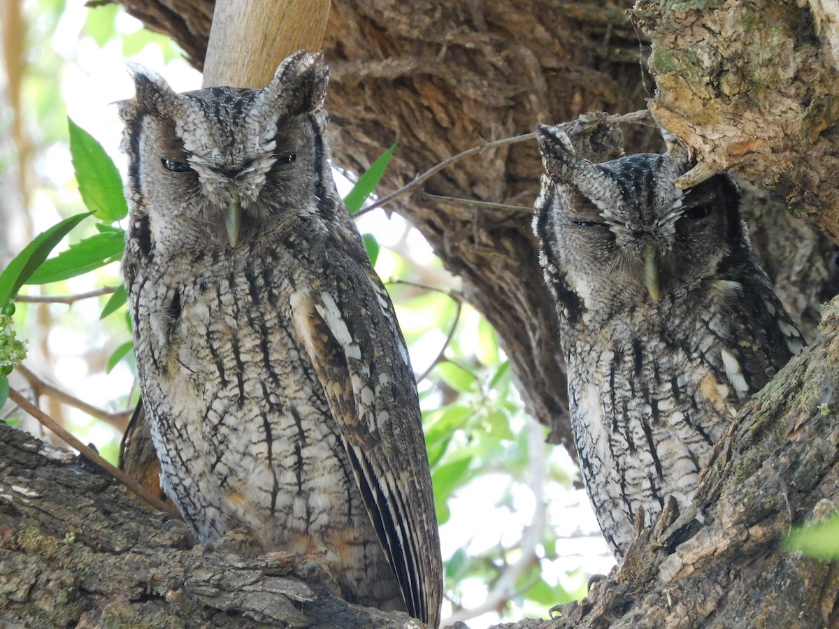 Tropical Screech-Owl - ML642183189