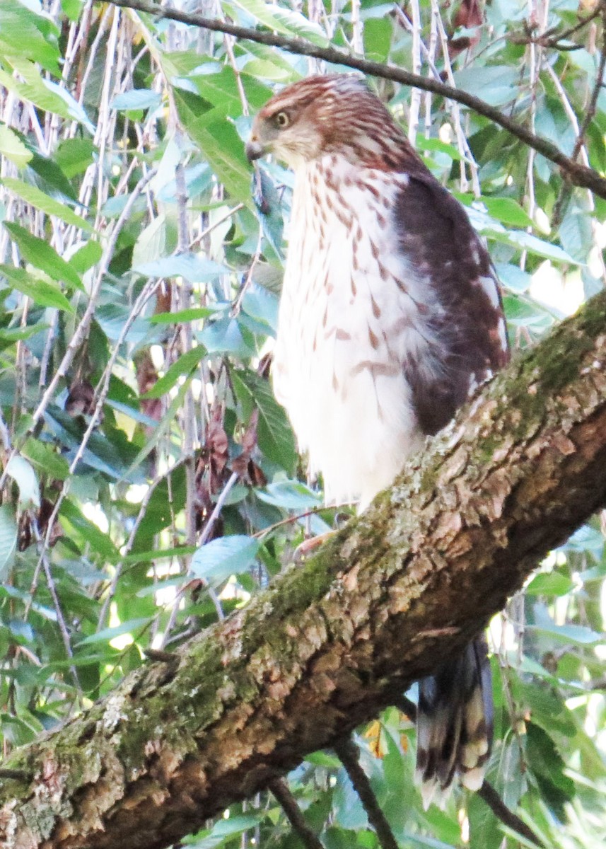 Cooper's Hawk - ML642183204