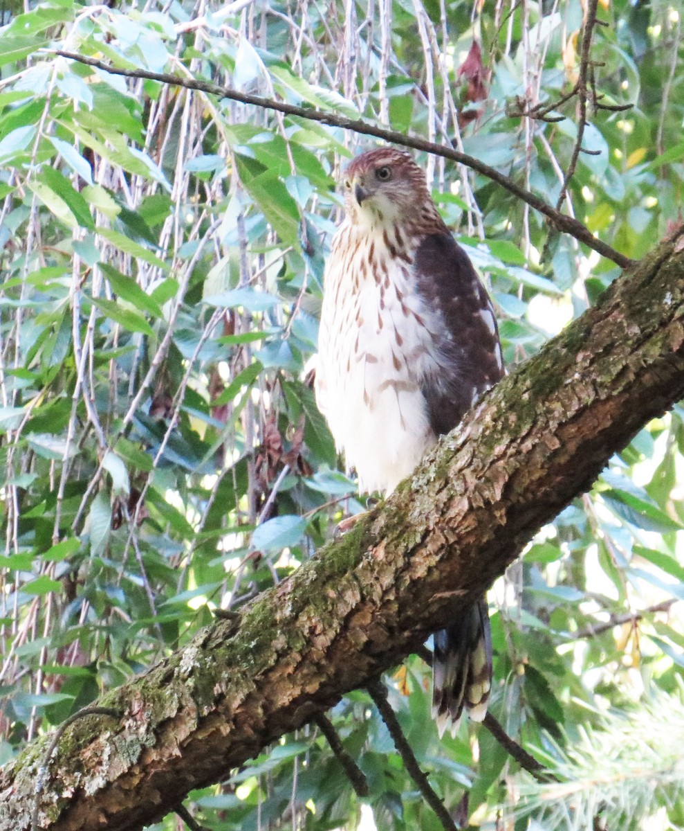 Cooper's Hawk - ML642183205