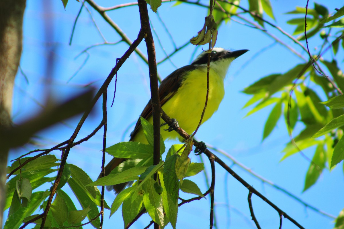 Great Kiskadee - ML642183217