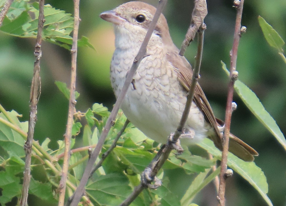 Rotschwanzwürger - ML642183227