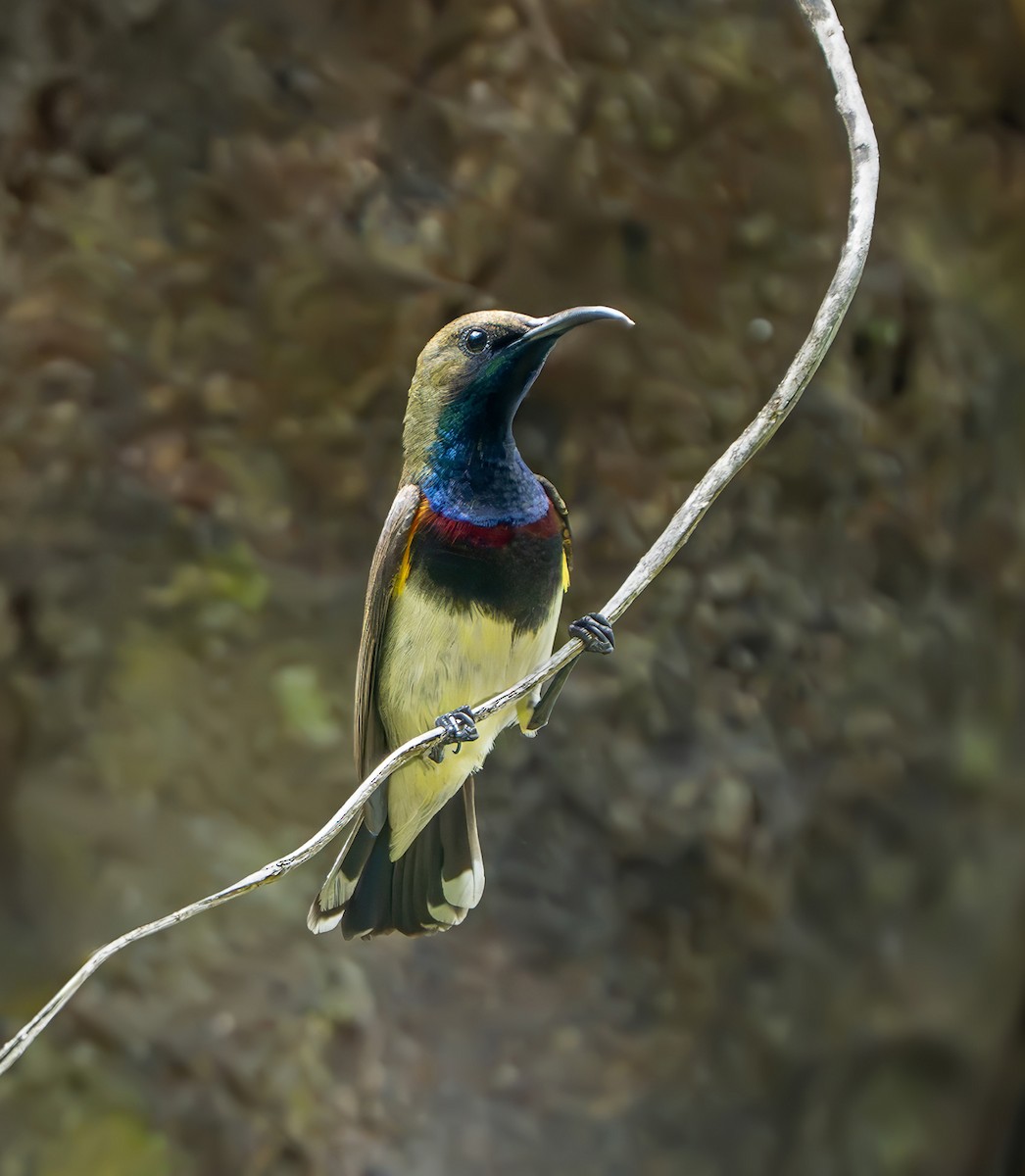 Ornate Sunbird (Cream-bellied) - ML642183233
