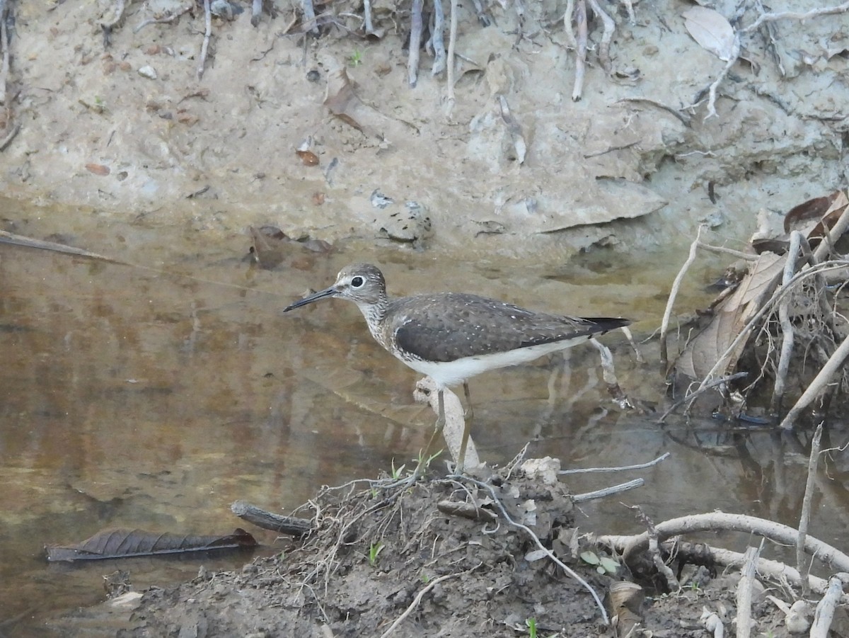 Solitary Sandpiper - ML642183235