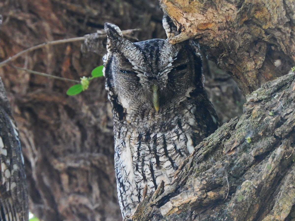 Tropical Screech-Owl - ML642183240