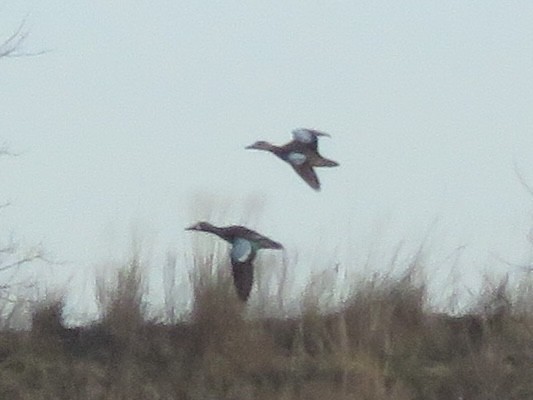 Blue-winged Teal - ML642183251