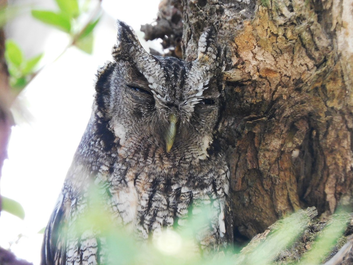 Tropical Screech-Owl - ML642183252