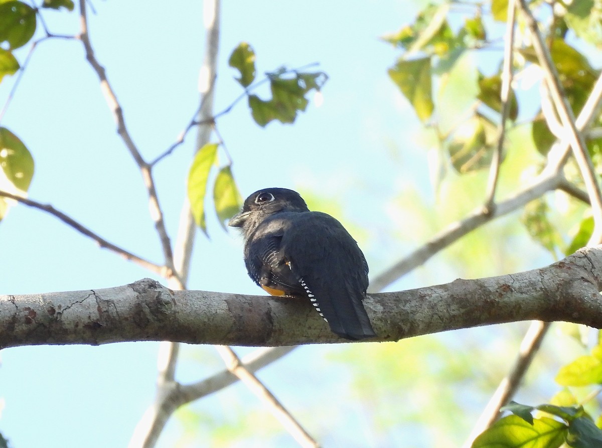 Green-backed Trogon - ML642183255