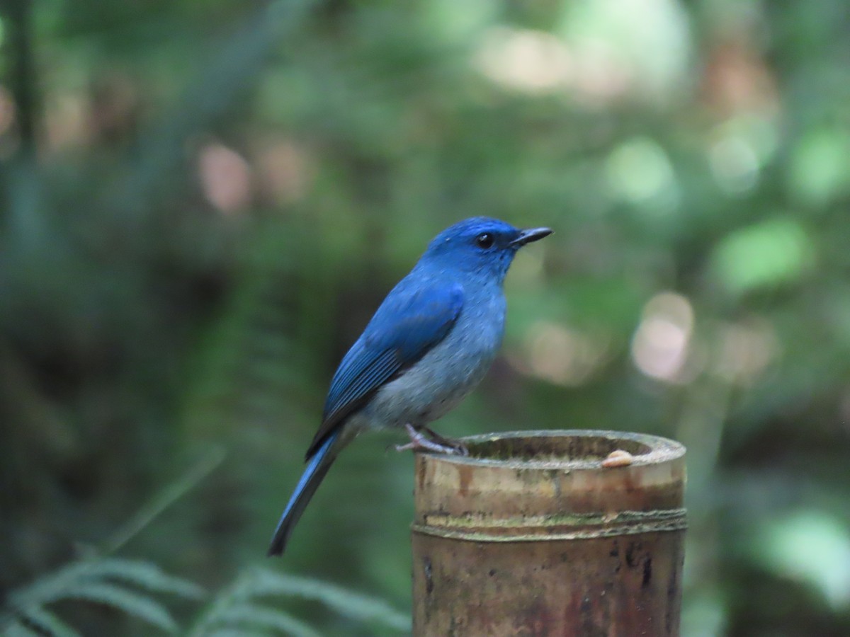 ウスヒメアオヒタキ - ML642183265