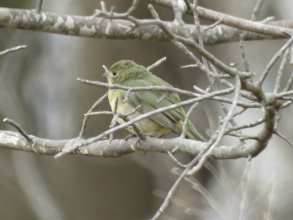 Painted Bunting - ML642183283