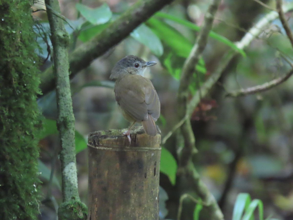 Horsfield's Babbler - ML642183284