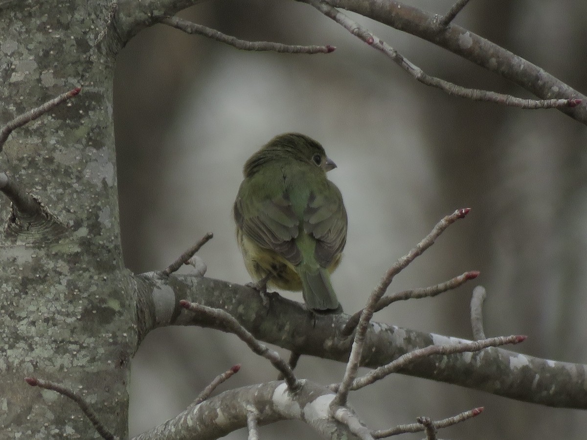 Painted Bunting - ML642183287