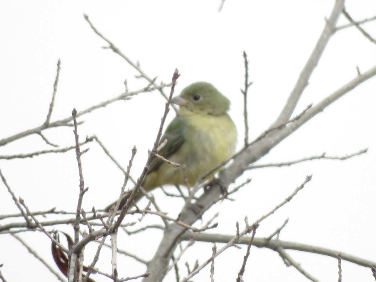 Painted Bunting - ML642183289