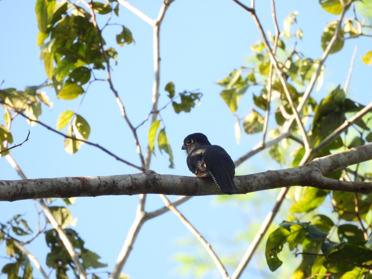 Green-backed Trogon - ML642183293