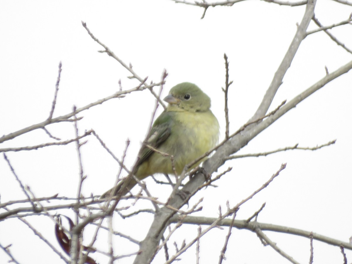 Painted Bunting - ML642183295