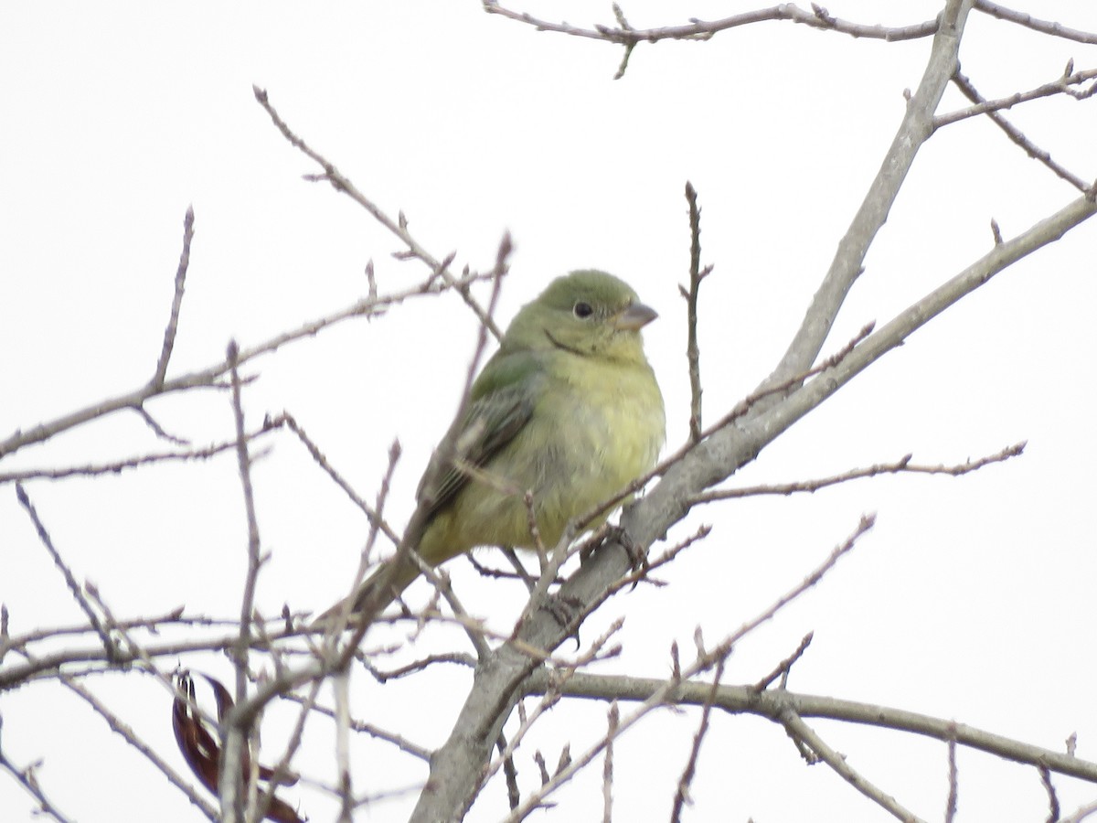 Painted Bunting - ML642183298