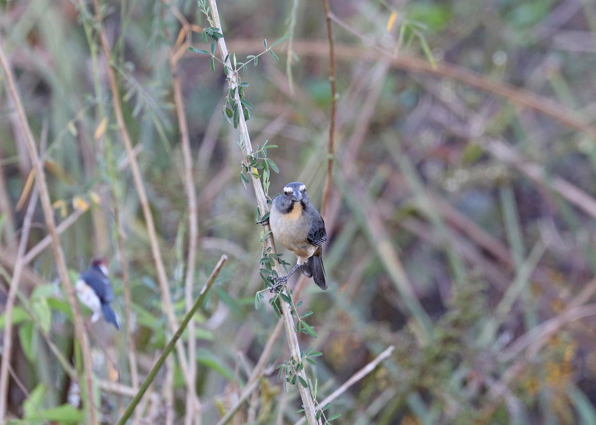 Bluish-gray Saltator - ML642183301