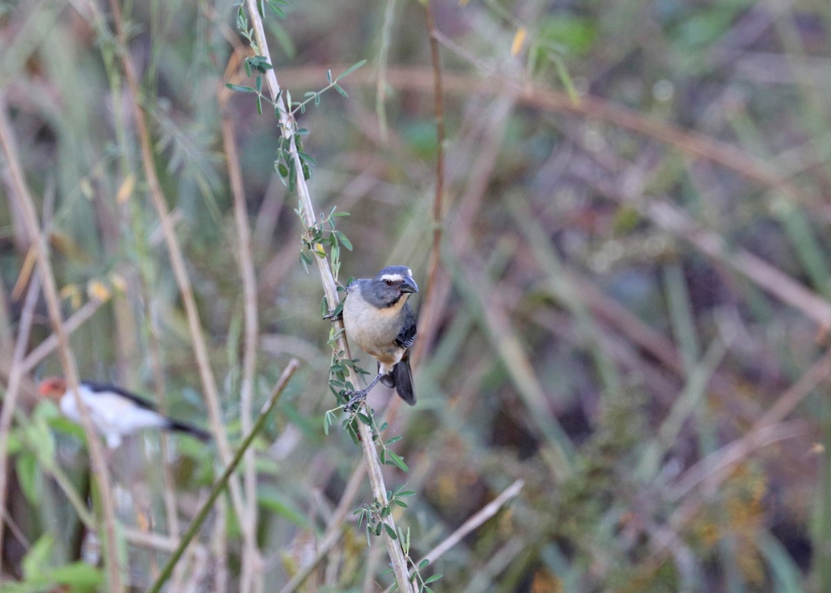 Bluish-gray Saltator - ML642183302