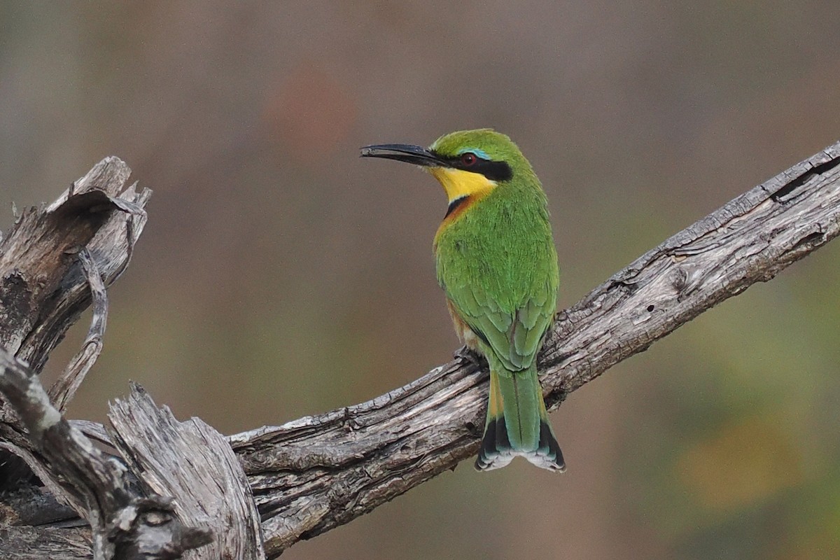 Little Bee-eater - ML642183305
