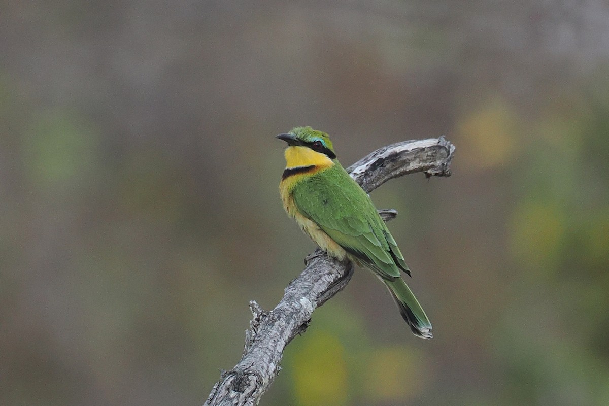 Little Bee-eater - ML642183308