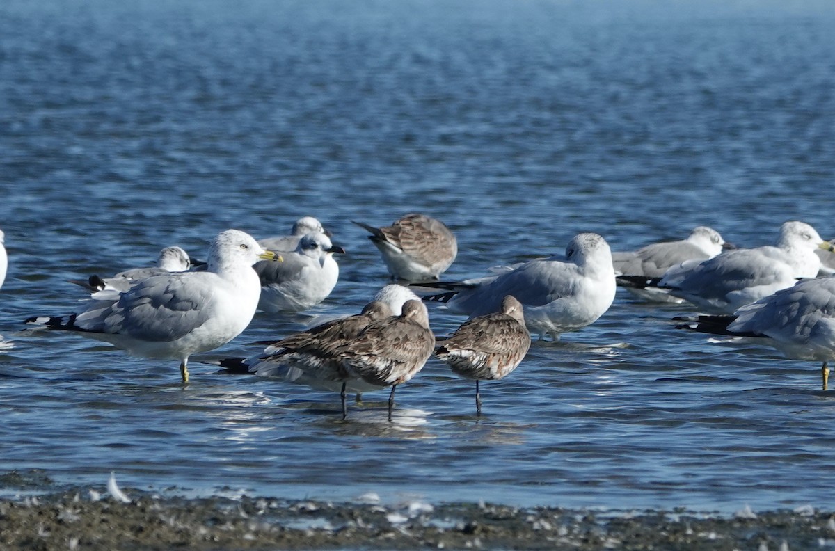Hudsonian Godwit - ML642183313