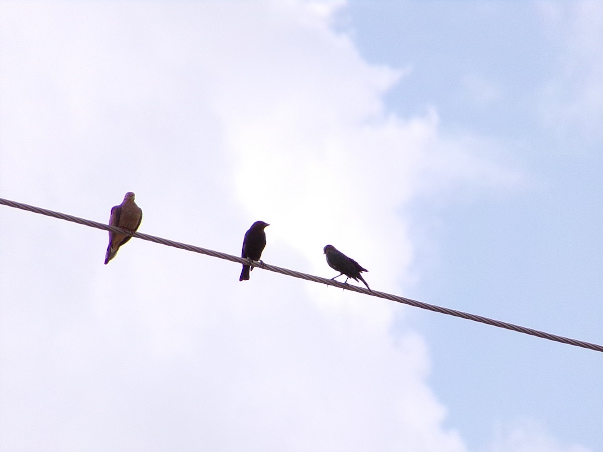 Mourning Dove - ML642183324