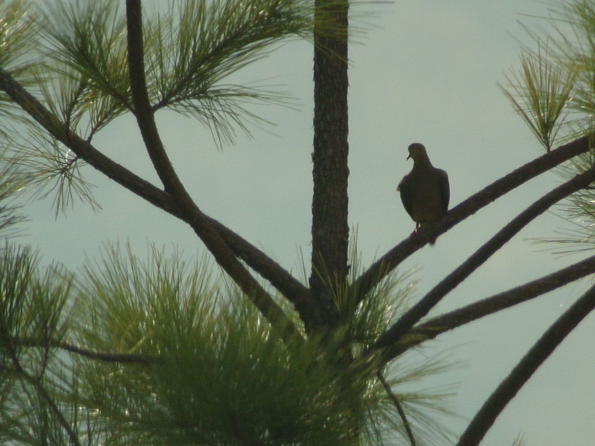 Mourning Dove - ML642183336