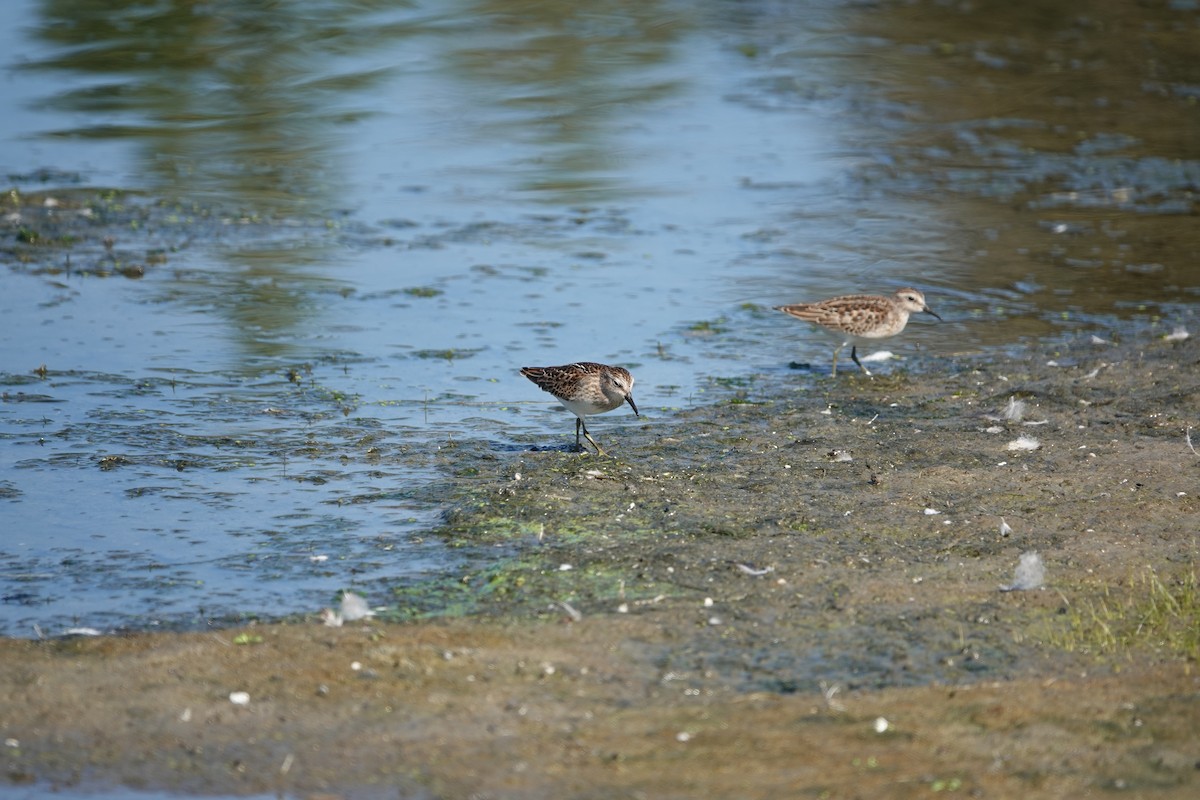 Least Sandpiper - ML642183337