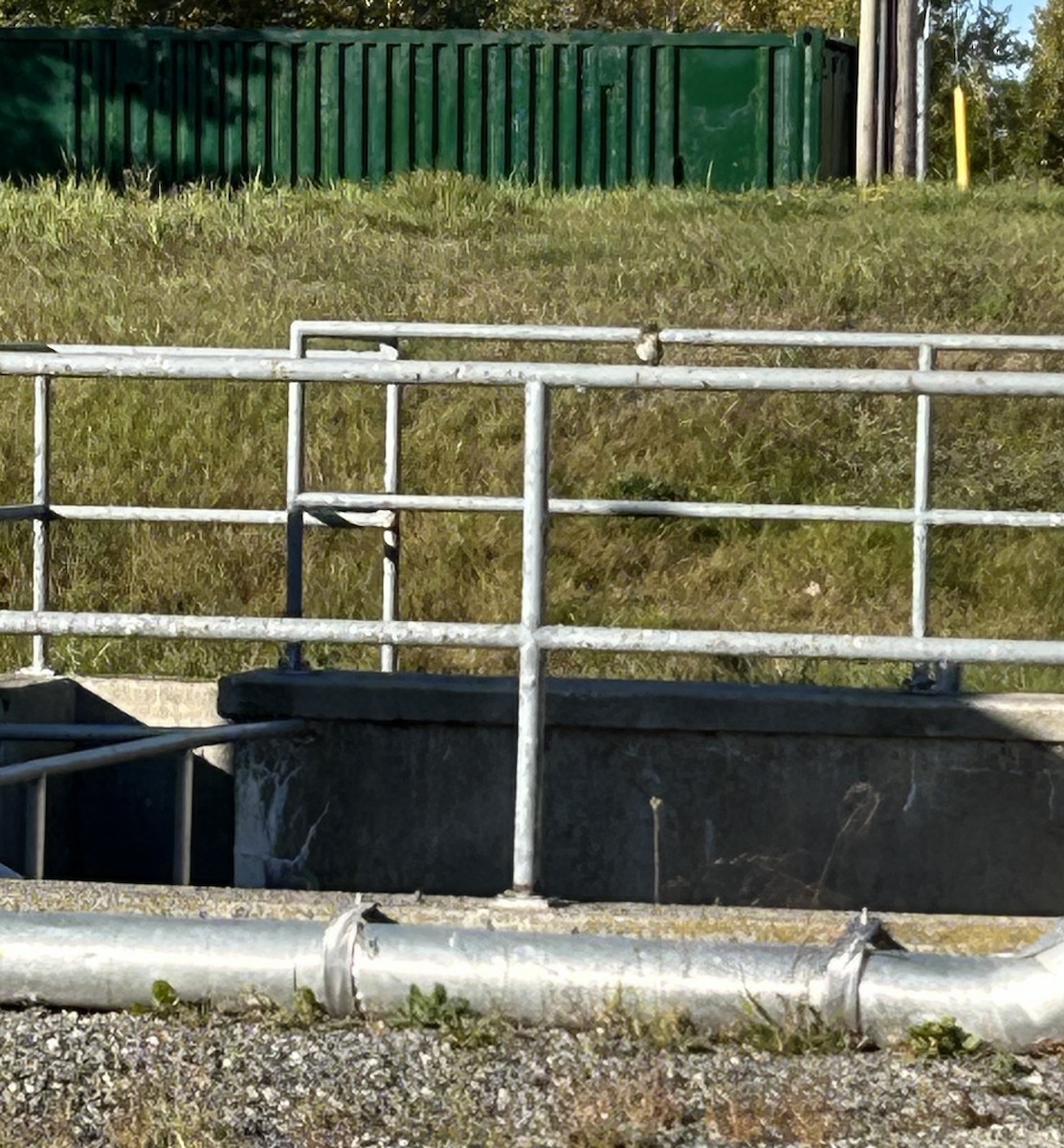 Eastern Phoebe - ML642183342