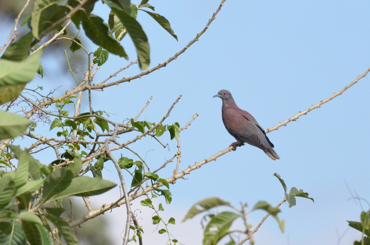 Pale-vented Pigeon - ML642183359