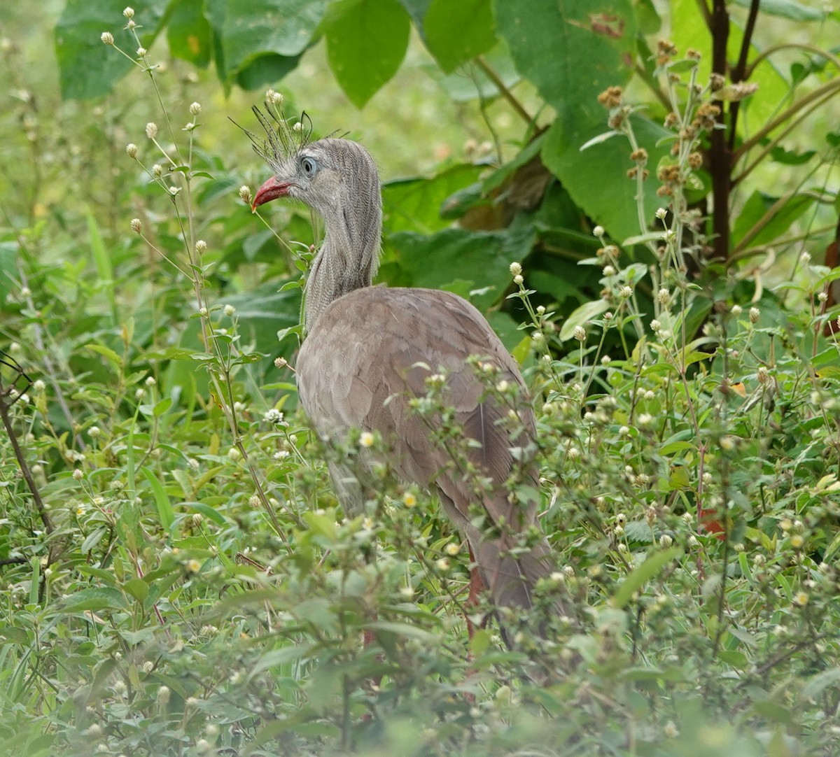 Red-legged Seriema - ML642183366