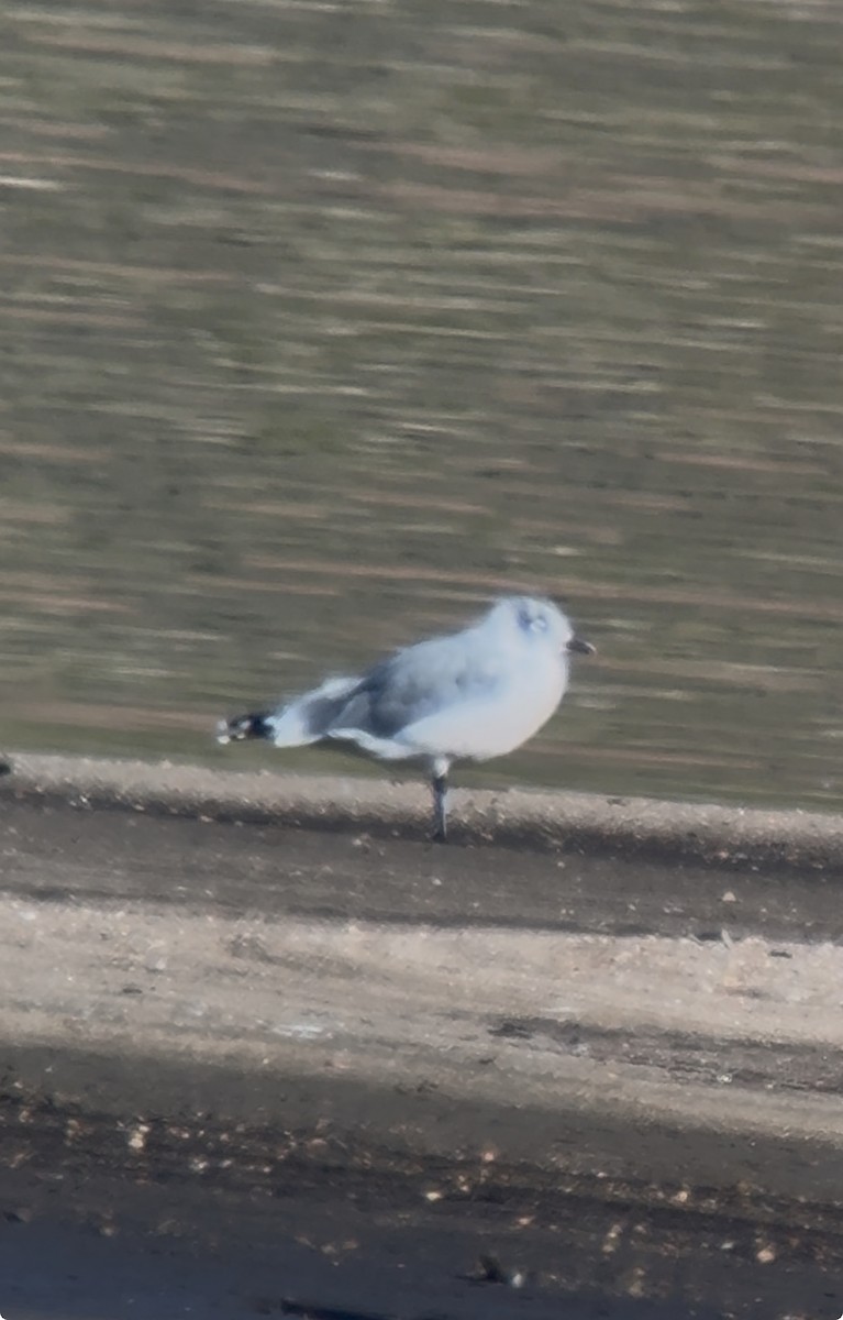 Franklin's Gull - ML642183372