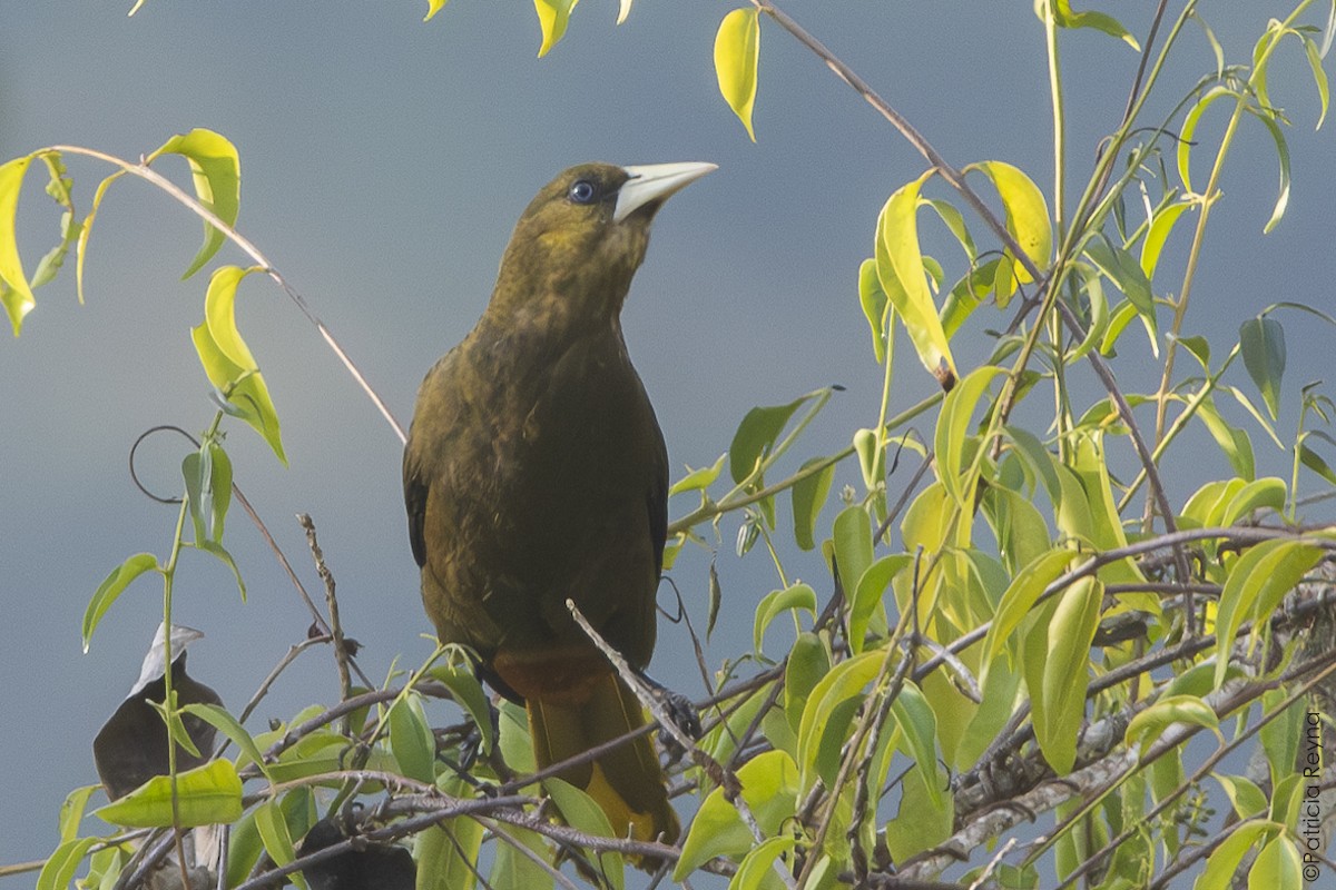Dusky-green Oropendola - ML642183398
